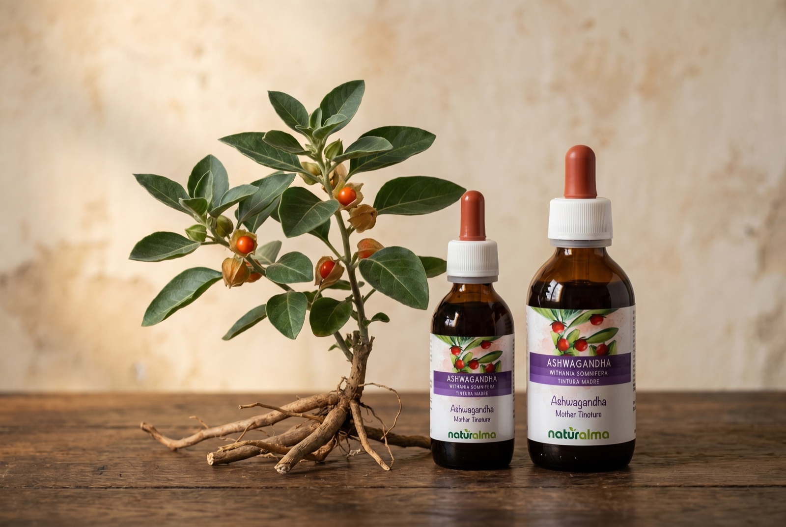 Pianta di ashwagandha, Withania somnifera, associata al sonno e al rilassamento