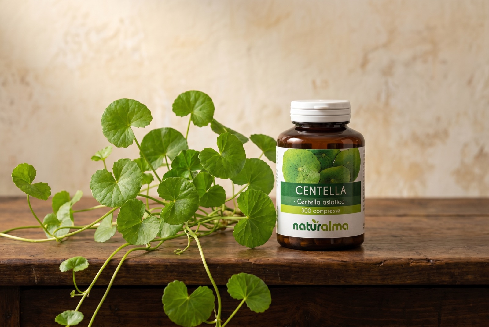 Centella asiatica — creeping plant with round, fan-shaped, scalloped-edged leaves in its wetland habitat